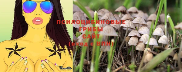 стаф Вязьма